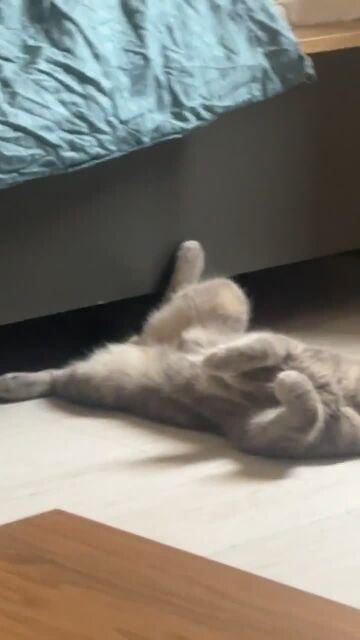 Scotch Fold Cat for Sale