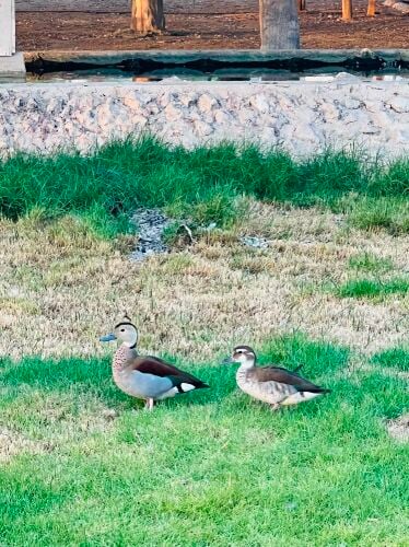 Ringed teal