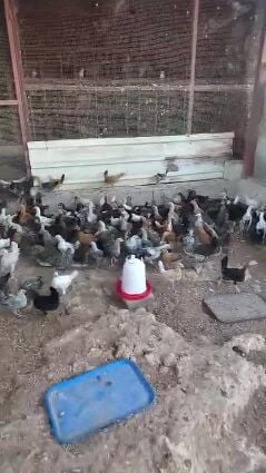desi chicken for sale