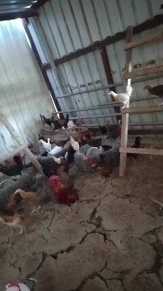 desi chicken for sale