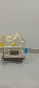 Yellow bird