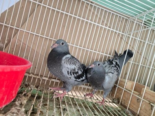 Small birds with pedigree