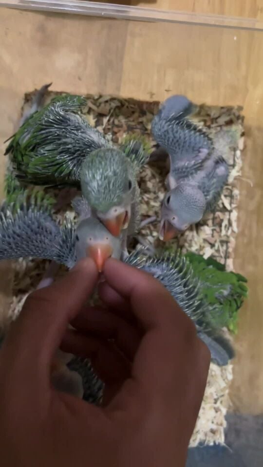 indian ringneck chick for sale 