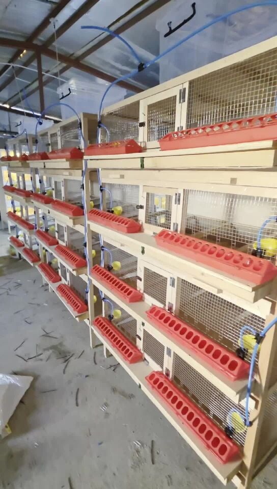 quail breeder cages