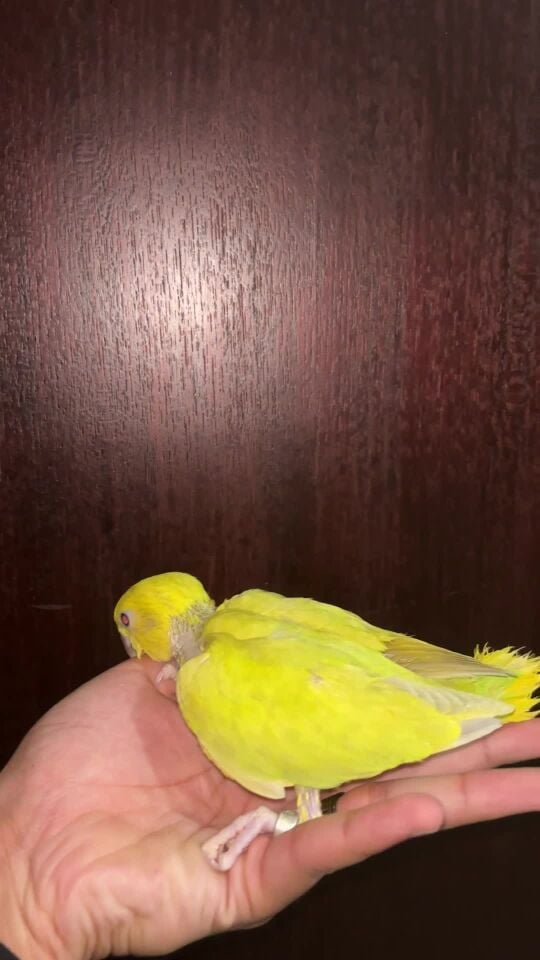 opline ringneck chick for sale 