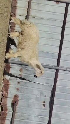 للبيع فحل نجدي ابيض صنف اصيل