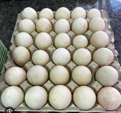 duck eggs for slae