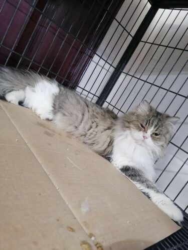 Britishshorthair&Persianlonghair