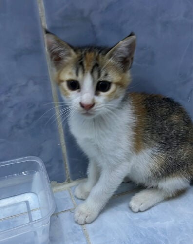 Female kitten for adoption 