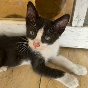 Kitten for adoption