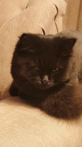 for adoption cat