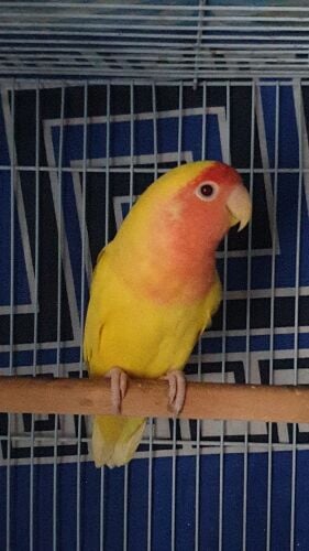 red eye female rose