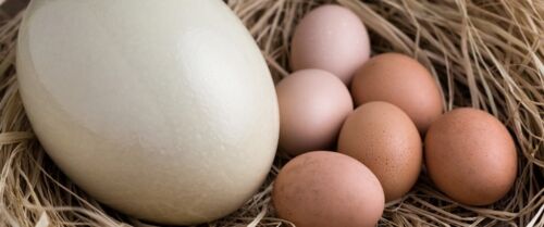 I'm looking to buy unfertilized eggs (ostrich, goose, duck) with no cracks or chips
