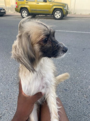 dog