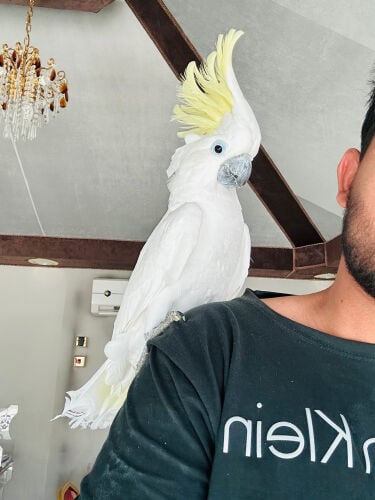 Cockatoo white (Rio)