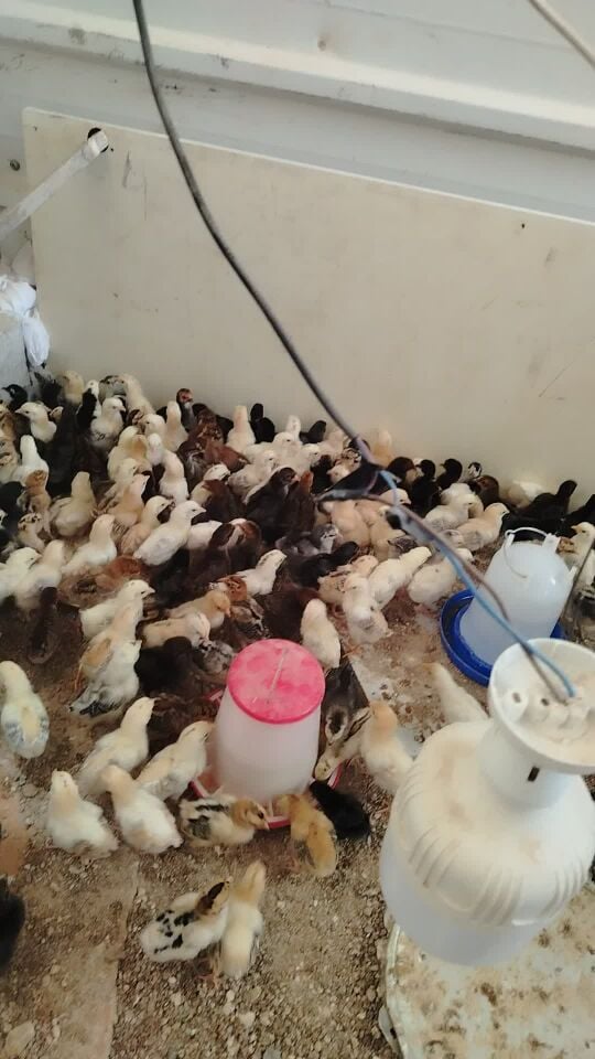 Chiken Kids for sell