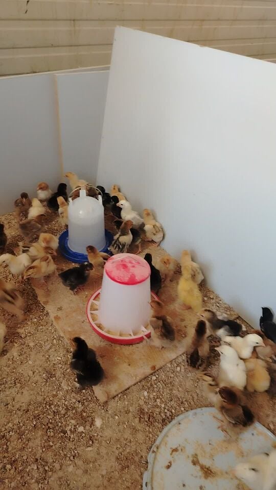 Holland Brahma For sell