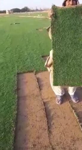 حشيش طبيعي للزراعه