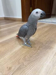 kasko 