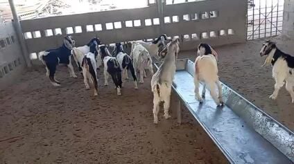 تيوس 5وجمد5