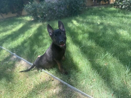 Belgian malinois 