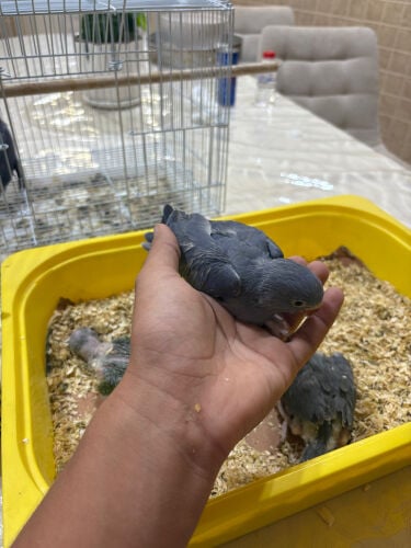 لبيع فروخ دره 
