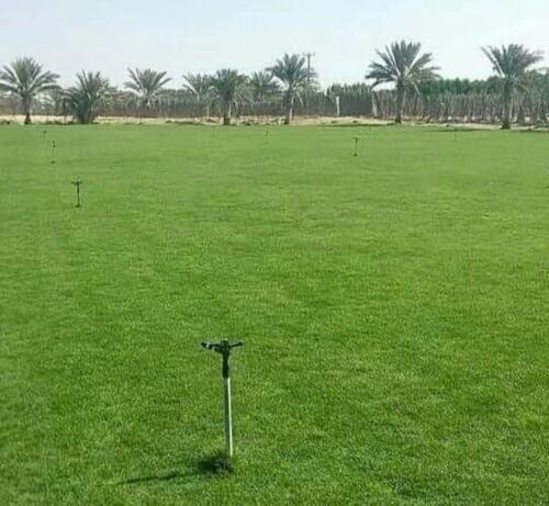 للبيع من المشتل عشب طبيعي