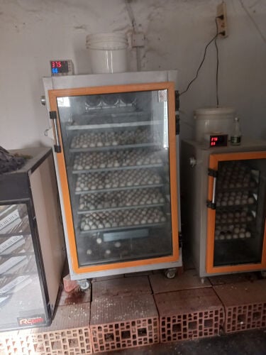 Iranian egg incubator 