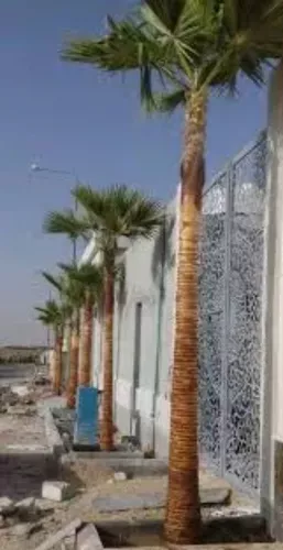 تنظيف جميع أطوال النخيل