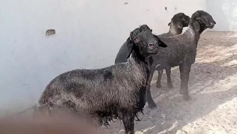 للبيع فحوله عيرب يقرعنا فحوله طيب