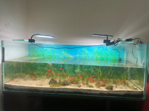 Planted Aquarium for sale