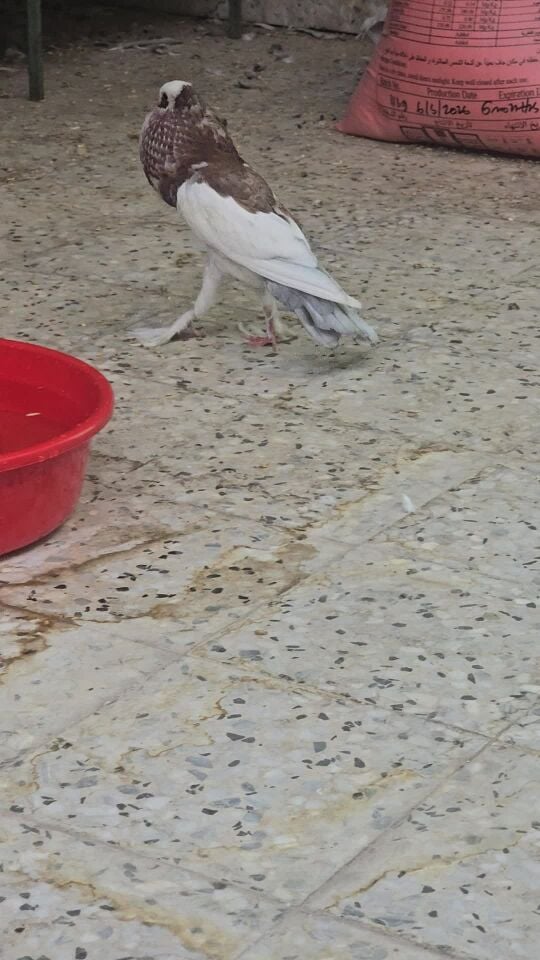 للبيع حبة قلم