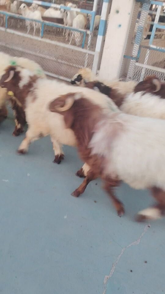 Souq Al Wakra