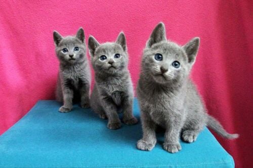 Russian Blue kittens for sale