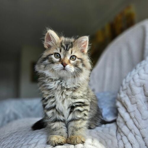 Siberian kittens for sale