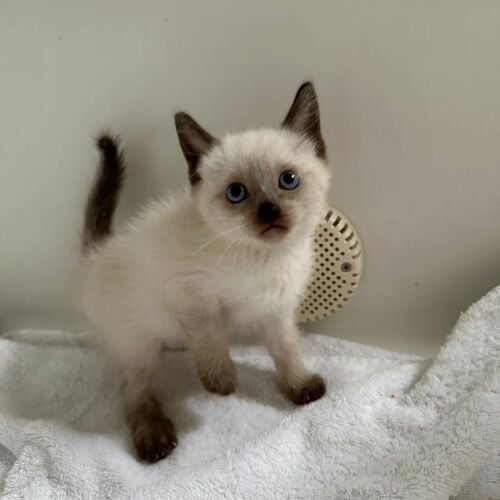 Siamese kittens for sale
