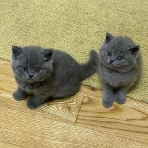 British shorthair kittens for sale