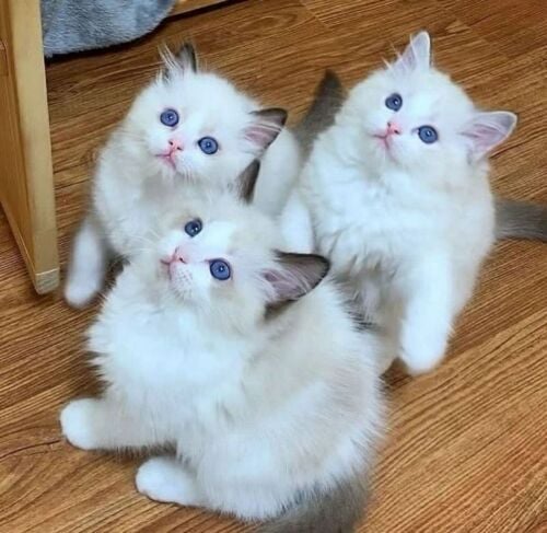Ragdoll kittens for sale