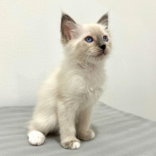 Balinese kittens for sale