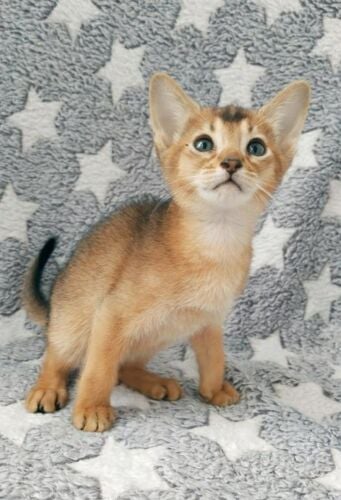 Abbysinian kittens for sale