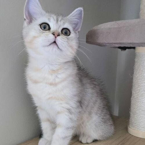Scottish straight kittens for sale