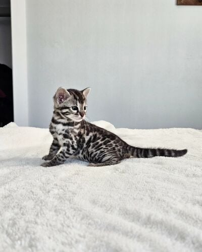 Bengal kittens for sale