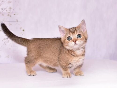Munchkin kittens for sale