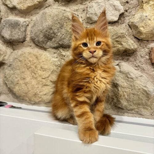 Maine Coon kittens for sale