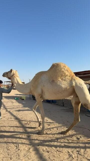 سودانيه طيبه
