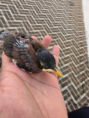 myna chicks