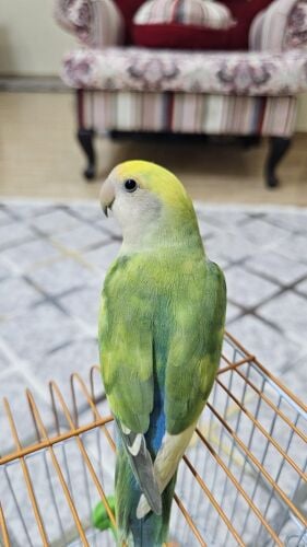 روز