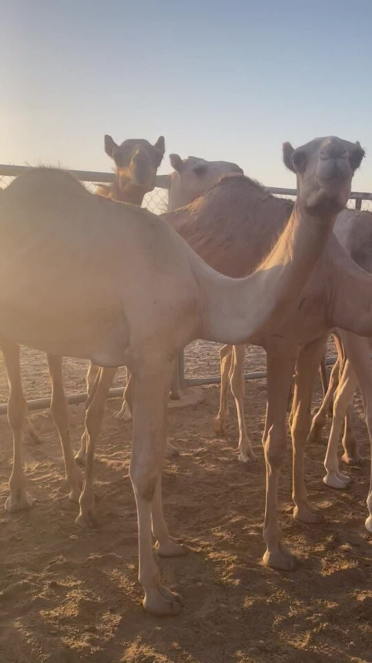 البيع مفرد 