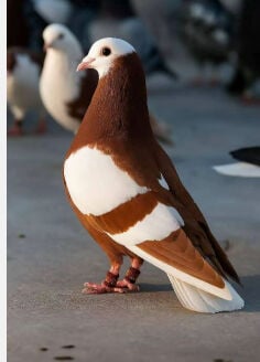 فهد