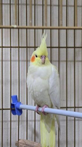 Cocktail for Sale